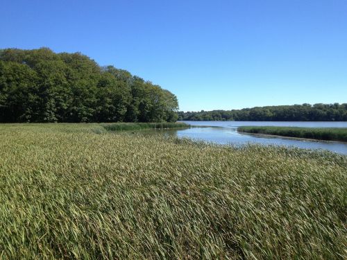 marsh lake summer