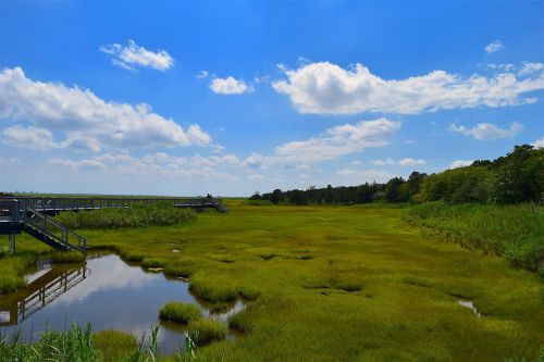 marsh estuary water