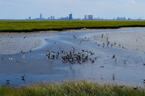marsh water birds