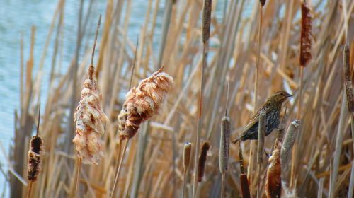 marsh red-winged blackbird swamp