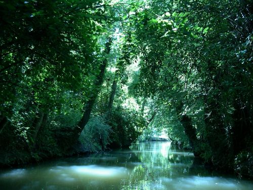 marsh trees green palette