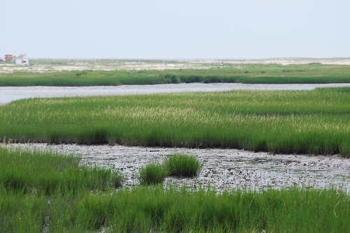 marsh  bay  grasses