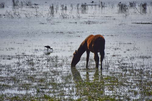 marsh  colt  ave