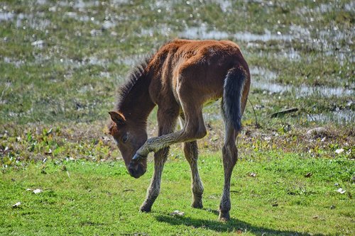 marsh  colt  water