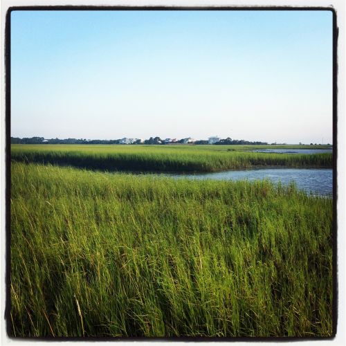 marsh outdoor landscape