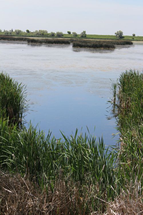 Marsh Cattails Grass