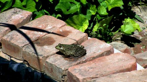 marsh frog garden pond nature