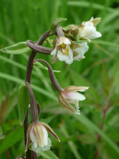 marsh helleborine german orchid sources-moor