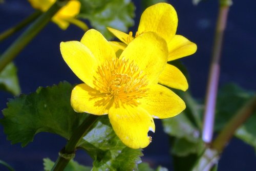 marsh marigold  ditch  spring