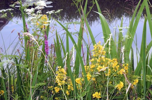 marsh plants  wetlands  nature
