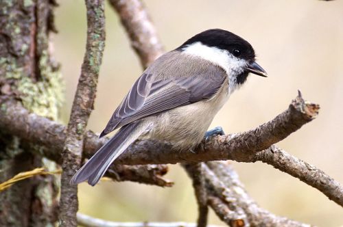 marsh tit bird tit