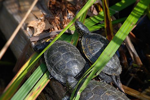 marsh turtles close zoo