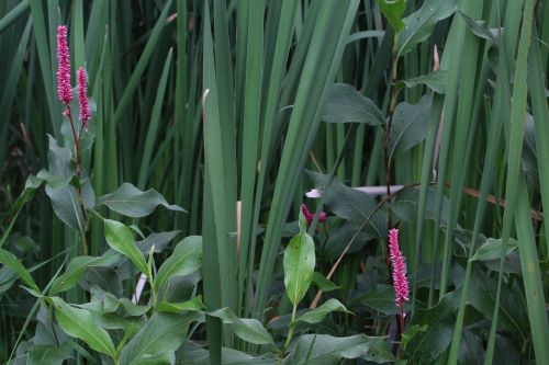 Marsh Violet Flower Cattails