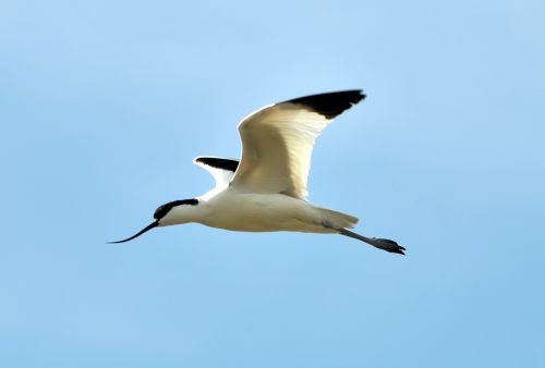 avocets marshes birds