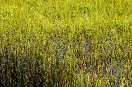 marshland wetland florida