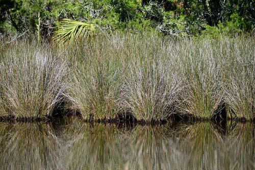 marshland  swamp  environment
