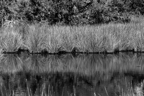 marshland  swamp  environment