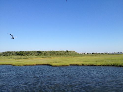 marshlands wetlands nature