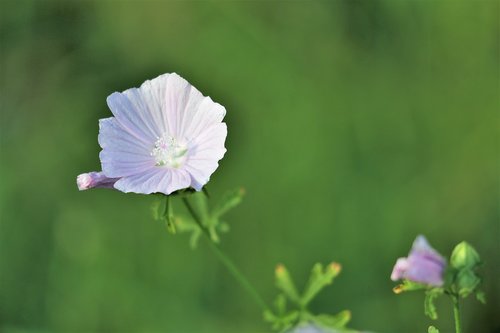 marshmallow  malva alcea  pink