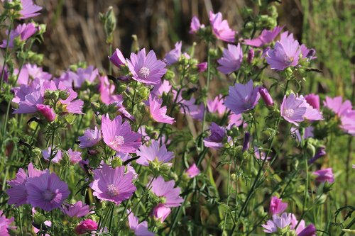 marshmallow bush  malva alcea  violet