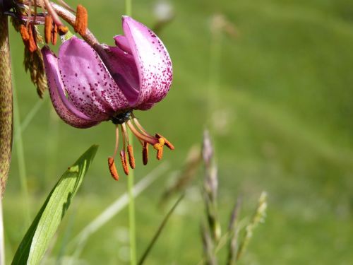 martagon lily flowers mountain