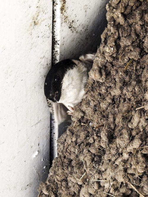 martin schwalbe nest