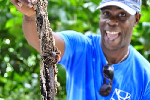 martinique tarantula travel