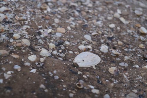 marzena seashell sea