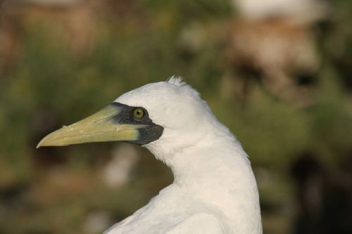 masked booby bird waterfowl