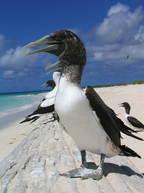 masked booby birds hawaii