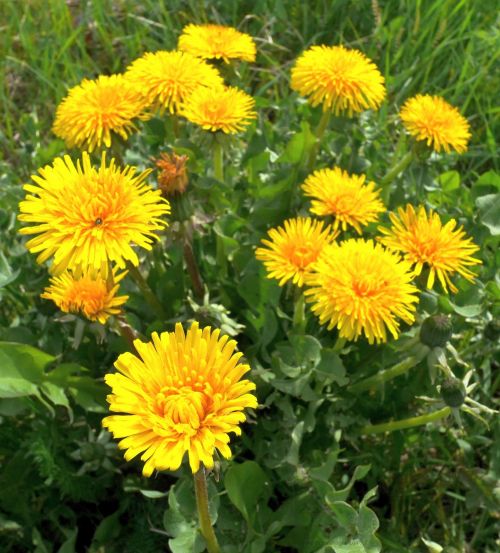 Dandelion Flower