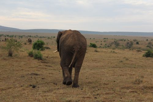 massai mara elephant kenya