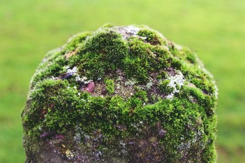 mast stone moss