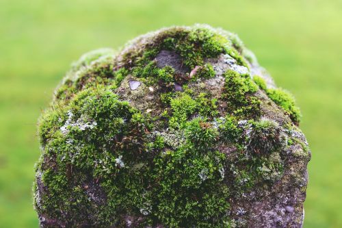 mast stone moss