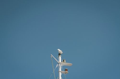 mast bird blue