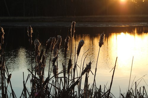 mastbos  breda  forest