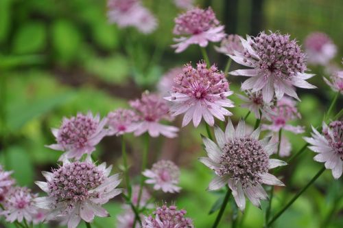 masterwort flowers nature