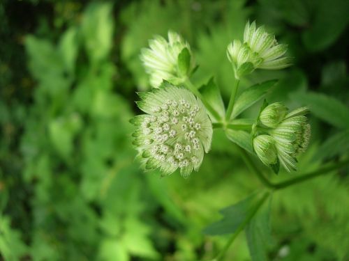 masterwort botanical garden white blossom