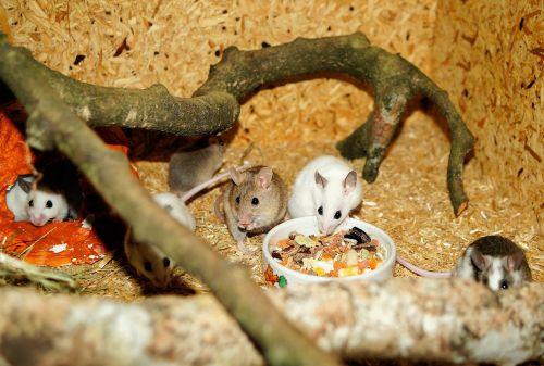 mastomys mice rodents