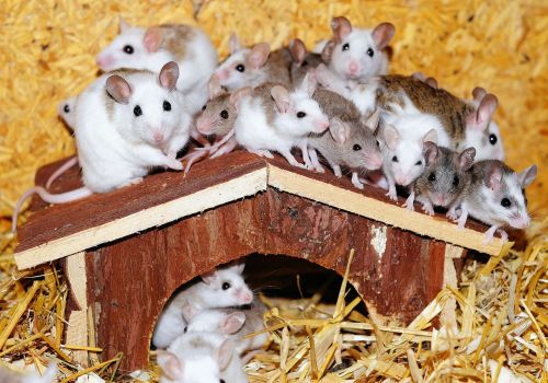 mastomys mice home