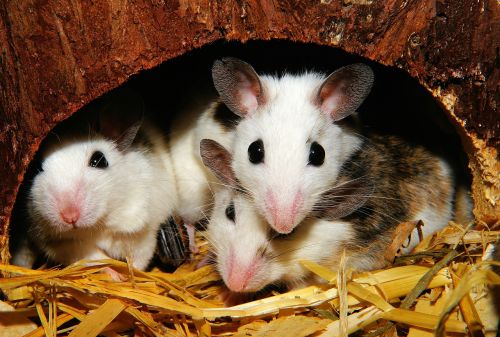 mastomys mice rodents