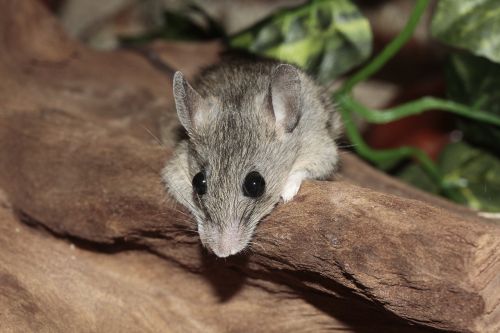 mastomys mouse lying