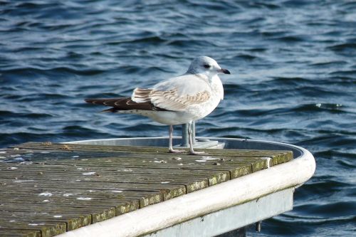 masuria lake seagull