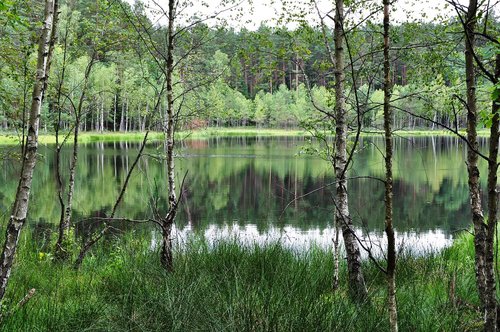 masuria  forest  lake