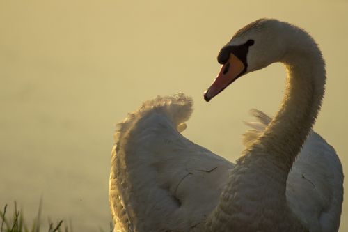 masuria poland swan