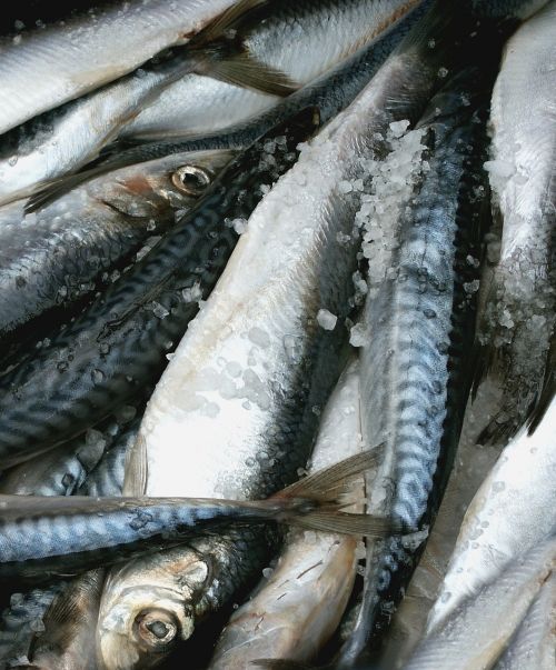 mat fish herring
