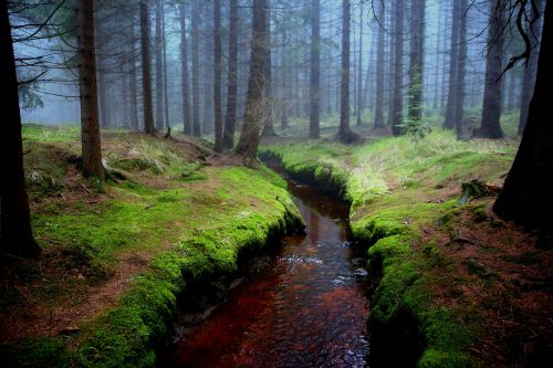 mati forest brook