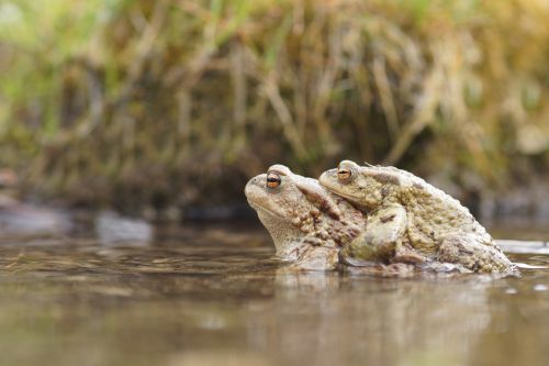 mating frog toad