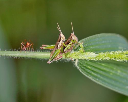 mating grasshopper ants