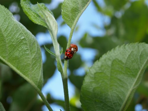 mating ladybugs nature